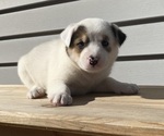 Mickey - Female Australian Cattle Dog Puppy for Sale - Photo #9