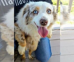 Father of the Miniature Australian Shepherd puppies born on 04/13/2021