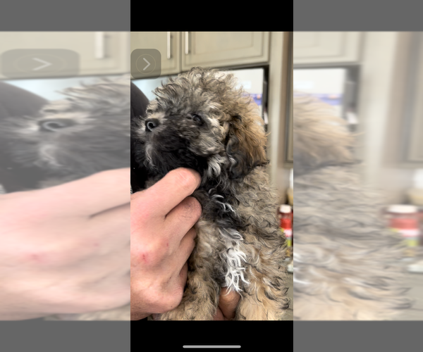 Medium Photo #1 Poodle (Toy)-ShihPoo Mix Puppy For Sale in MUNDELEIN, IL, USA