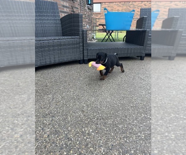 Medium Photo #11 Doberman Pinscher Puppy For Sale in MACOMB TOWNSHIP, MI, USA