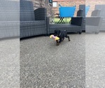 Small #10 Doberman Pinscher