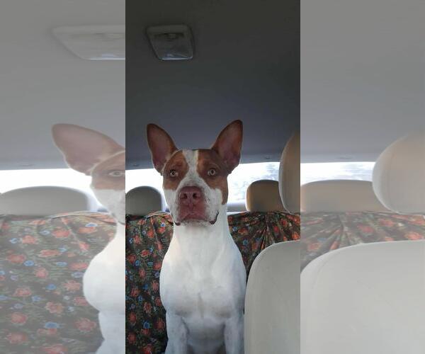 Medium Photo #1 Mutt Puppy For Sale in DuQuoin, IL, USA