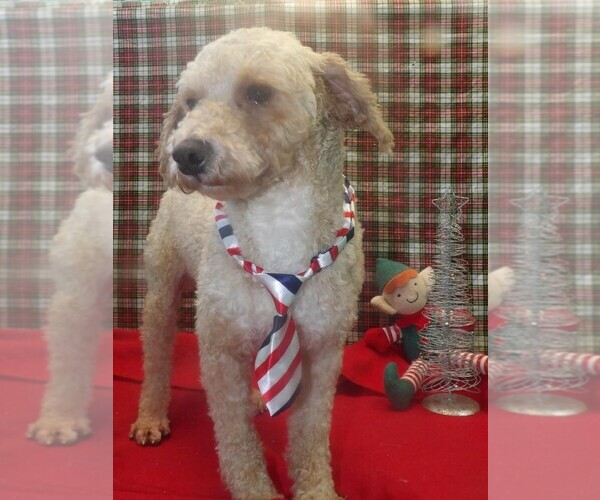 Medium Photo #1 Bichpoo Puppy For Sale in PATERSON, NJ, USA