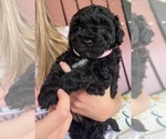 Small #2 Poodle (Toy)