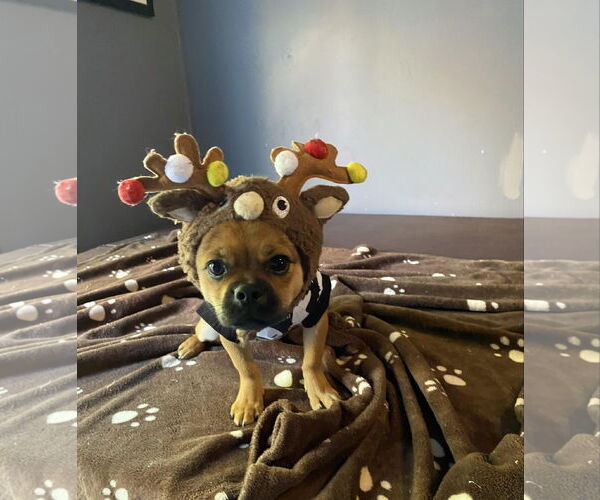 Medium Photo #4 Mutt Puppy For Sale in Shelburne, VT, USA