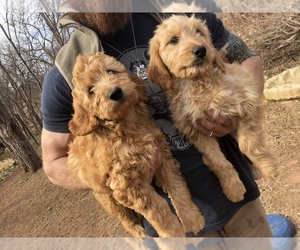 Labradoodle Puppy for sale in ABILENE, TX, USA