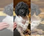 Puppy Candy Cane Poodle (Standard)