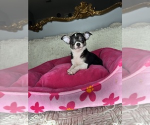 Chihuahua Puppy for sale in MONROE, NC, USA