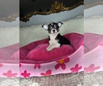 Image preview for Ad Listing. Nickname: Roxy
