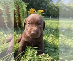 Image preview for Ad Listing. Nickname: Chocolate Labs