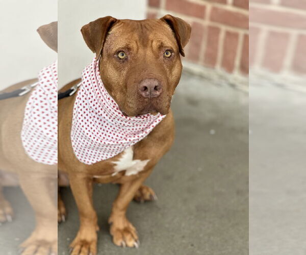 Medium Photo #3 American Pit Bull Terrier Puppy For Sale in Euless, TX, USA