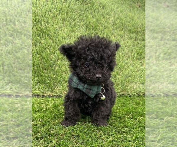 Medium Photo #7 Poodle (Toy) Puppy For Sale in WINTER PARK, FL, USA