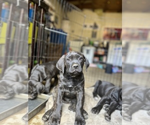 Cane Corso Puppy for sale in VACAVILLE, CA, USA