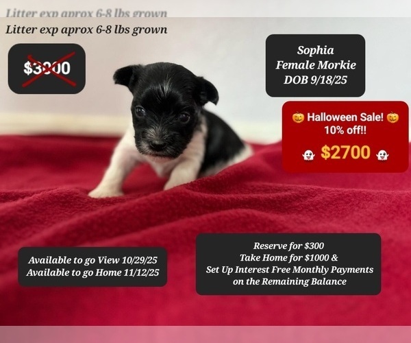Medium Photo #1 Morkie Puppy For Sale in TUCSON, AZ, USA