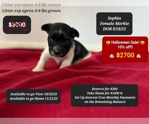 Morkie Puppy for sale in TUCSON, AZ, USA