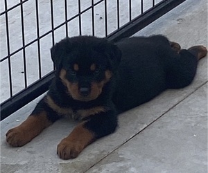 Rottweiler Puppy for Sale in MESERVEY, Iowa USA