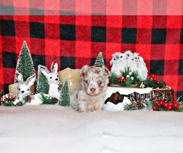 Medium Photo #29 Chihuahua Puppy For Sale in CHARLESTON, AR, USA