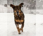 Small #8 German Shepherd Dog Mix