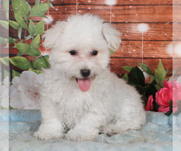 Medium Photo #1 Bichon Frise Puppy For Sale in PENNS CREEK, PA, USA