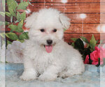 Small Photo #1 Bichon Frise Puppy For Sale in PENNS CREEK, PA, USA