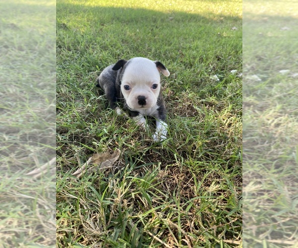 Medium Photo #8 Boston Terrier Puppy For Sale in FREDONIA, KS, USA