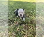 Small #7 Boston Terrier