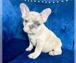 Small Photo #3 French Bulldog Puppy For Sale in BOULDER, CO, USA
