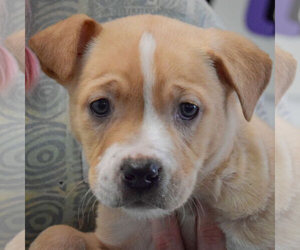 Medium Photo #6 American Staffordshire Terrier-Boxer Mix Puppy For Sale in Huntley, IL, USA