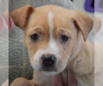 Small #5 American Staffordshire Terrier-Boxer Mix