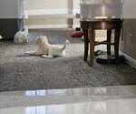 Small #6 Goldendoodle
