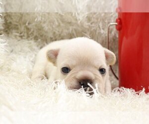 French Bulldog Puppy for sale in OVERLAND PARK, KS, USA