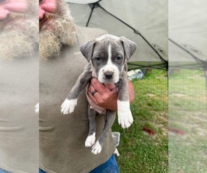 Bullypit Puppy for sale in BELLEVILLE, IL, USA