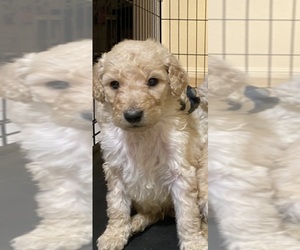Poodle (Standard) Puppy for sale in WADDELL, AZ, USA