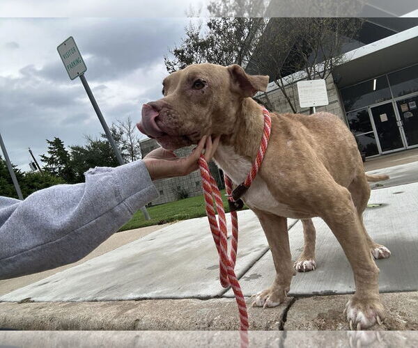 Medium Photo #4 American Pit Bull Terrier-Unknown Mix Puppy For Sale in Rowlett, TX, USA