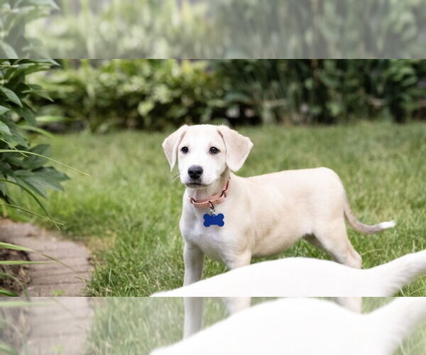 Medium Photo #3 Mutt Puppy For Sale in Plymouth, MN, USA