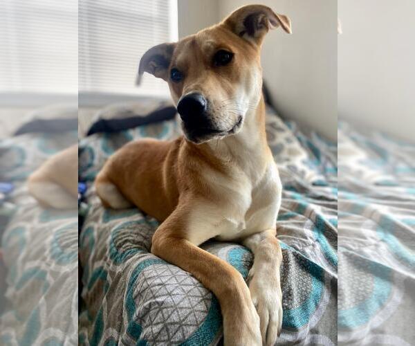 Medium Photo #6 Labrador Retriever-Unknown Mix Puppy For Sale in Rockaway, NJ, USA