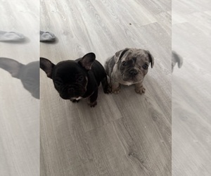 French Bulldog Puppy for sale in NEW BRITAIN, CT, USA