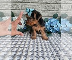 Small #1 Yorkshire Terrier