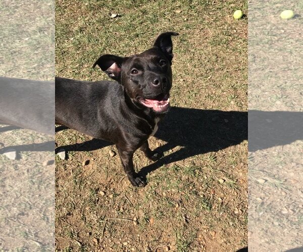 Medium Photo #2 Mutt Puppy For Sale in Jackson, MS, USA