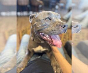 American Pit Bull Terrier Dogs for adoption in vacaville, CA, USA
