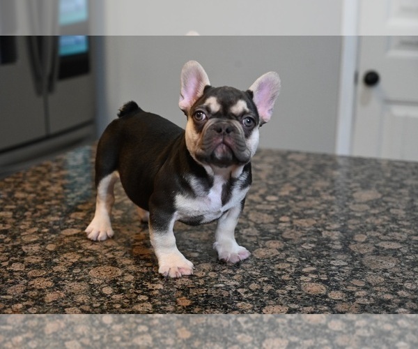 Medium Photo #3 French Bulldog Puppy For Sale in DECATUR, GA, USA
