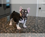 Small #2 French Bulldog
