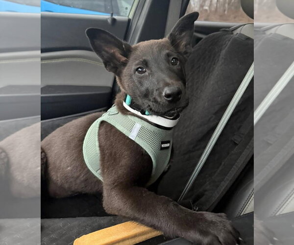 Medium Photo #2 German Shepherd Dog-Unknown Mix Puppy For Sale in Alexander, AR, USA