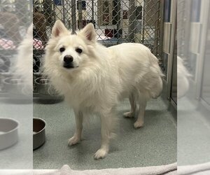 American Eskimo Dog Dogs for adoption in Plano, TX, USA