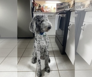 Labradoodle Puppy for sale in INVERNESS, FL, USA