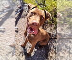 Small #3 Chocolate Labrador retriever Mix