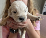 Puppy Light Blue Pup Golden Retriever