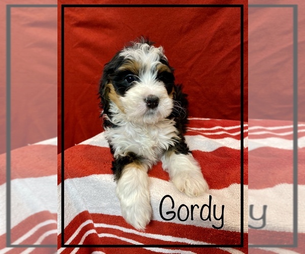 Medium Photo #1 Miniature Bernedoodle Puppy For Sale in STONE CREEK, OH, USA