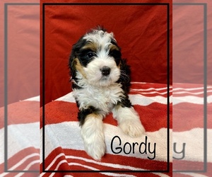 Miniature Bernedoodle Puppy for sale in STONE CREEK, OH, USA