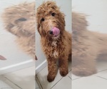 Small Photo #16 Goldendoodle Puppy For Sale in ADELANTO, CA, USA